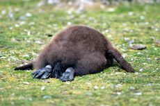 Königspinguin (75 von 84).jpg